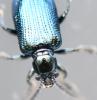 Oulema sp.
